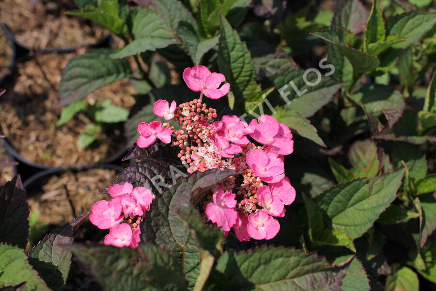 Hortenzie pilovitá 'Daredevil' - Hydrangea serrata 'Daredevil'