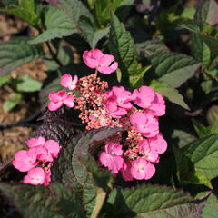 Hortenzie pilovitá 'Daredevil' - Hydrangea serrata 'Daredevil'