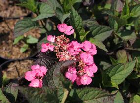 Hortenzie pilovitá 'Daredevil' - Hydrangea serrata 'Daredevil'