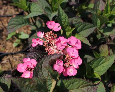 Hortenzie pilovitá 'Daredevil'