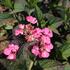 Hydrangea serrata 'Daredevil'.JPG