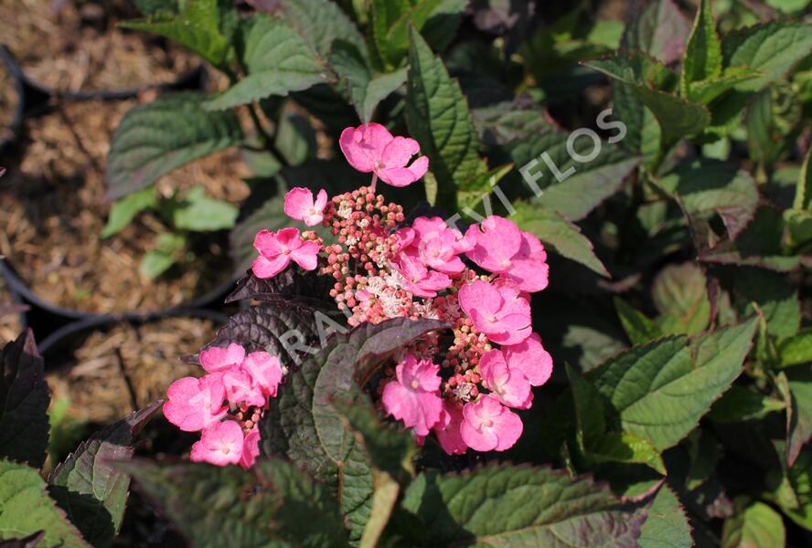 Hortenzie pilovitá 'Daredevil' - Hydrangea serrata 'Daredevil'