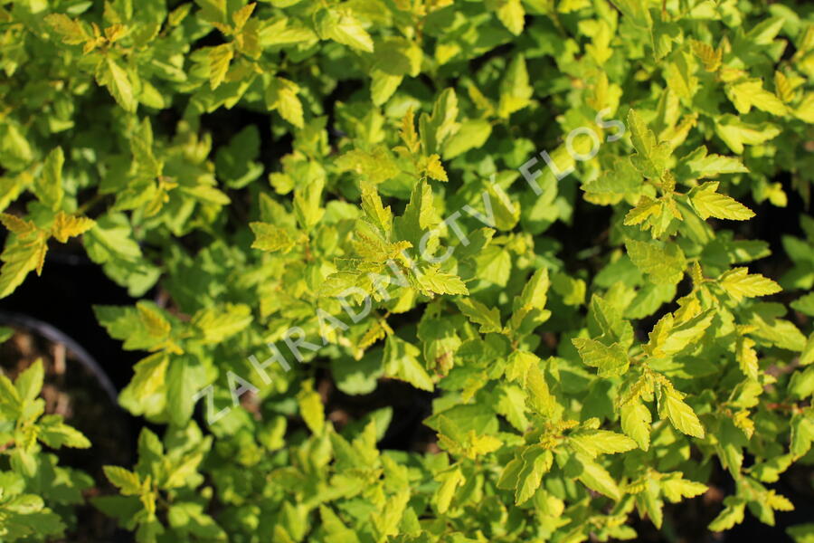 Tavola kalinolistá 'Magical Raspberry Lemonade' - Physocarpus opulifolius 'Magical Raspberry Lemonade'