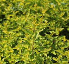 Tavola kalinolistá 'Magical Raspberry Lemonade' - Physocarpus opulifolius 'Magical Raspberry Lemonade'