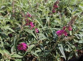 Motýlí keř, Komule Davidova 'Summer Bird Raspberry' - Buddleja davidii 'Summer Bird Raspberry'