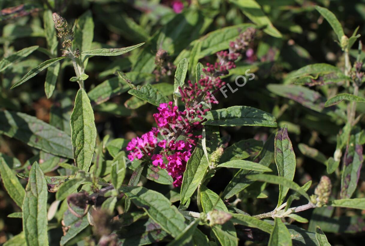Motýlí keř, Komule Davidova 'Summer Bird Raspberry' - Buddleja davidii 'Summer Bird Raspberry'