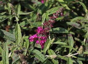 Motýlí keř, Komule Davidova 'Summer Bird Raspberry' - Buddleja davidii 'Summer Bird Raspberry'