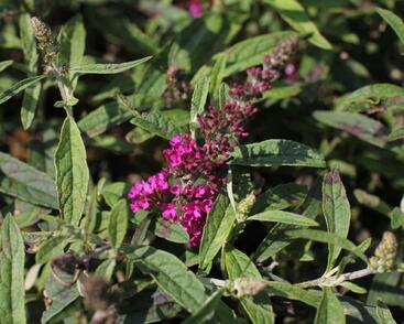 Motýlí keř, Komule Davidova 'Summer Bird Raspberry'