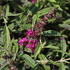 Buddleja davidii 'Summer Bird Raspberry'.JPG