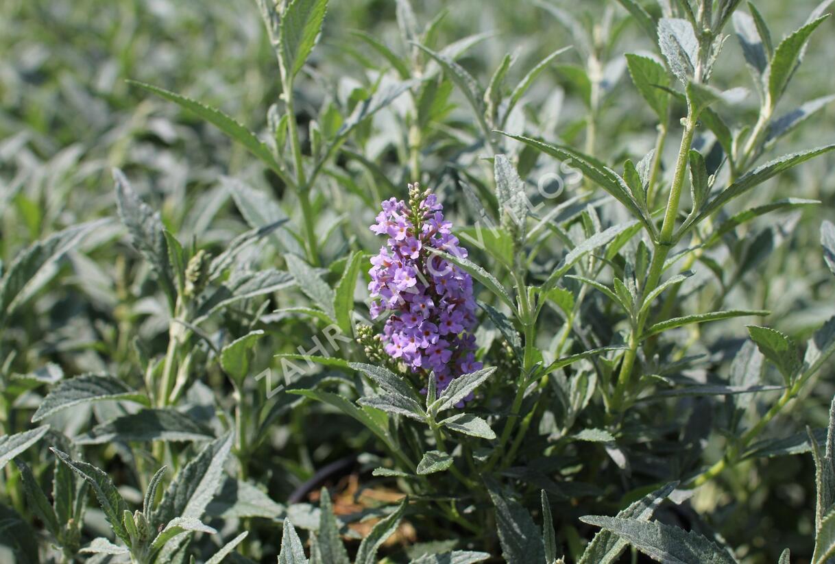 Motýlí keř, Komule Davidova 'Summer Bird Sky Blue' - Buddleja davidii 'Summer Bird Sky Blue'