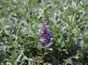 Motýlí keř, Komule Davidova 'Summer Bird Sky Blue' - Buddleja davidii 'Summer Bird Sky Blue'
