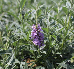 Motýlí keř, Komule Davidova 'Summer Bird Sky Blue' - Buddleja davidii 'Summer Bird Sky Blue'