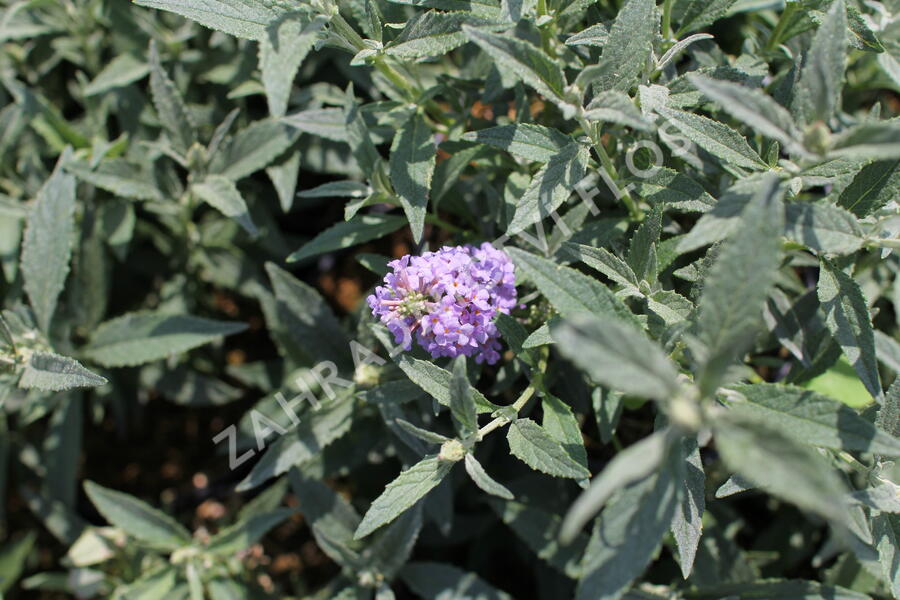 Motýlí keř, Komule Davidova 'Summer Bird Sky Blue' - Buddleja davidii 'Summer Bird Sky Blue'