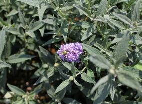 Motýlí keř, Komule Davidova 'Summer Bird Sky Blue' - Buddleja davidii 'Summer Bird Sky Blue'