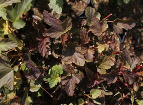 Tavola kalinolistá 'Magic Sunrise' - Physocarpus opulifolius 'Magic Sunrise'