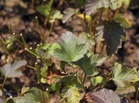 Tavola kalinolistá 'Magic Sunrise' - Physocarpus opulifolius 'Magic Sunrise'