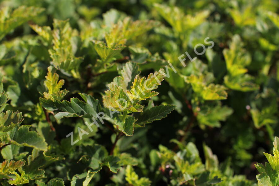 Tavola kalinolistá 'Little Leena' - Physocarpus opulifolius 'Little Leena'