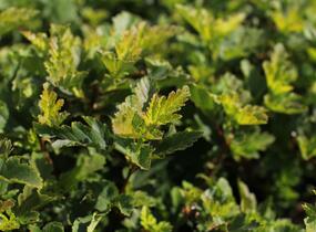 Tavola kalinolistá 'Little Leena' - Physocarpus opulifolius 'Little Leena'