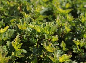 Tavola kalinolistá 'Little Leena' - Physocarpus opulifolius 'Little Leena'