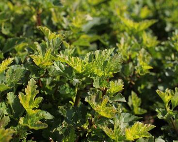 Tavola kalinolistá 'Little Leena'