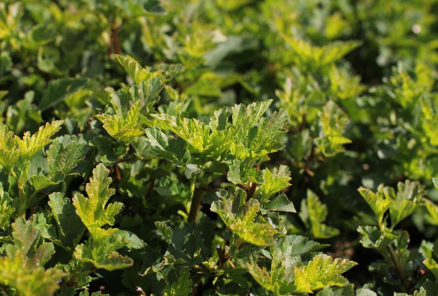 Tavola kalinolistá 'Little Leena' - Physocarpus opulifolius 'Little Leena'