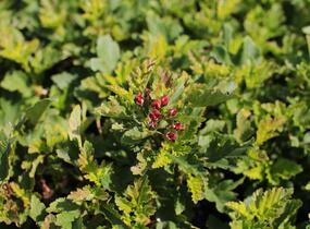 Tavola kalinolistá 'Little Leena' - Physocarpus opulifolius 'Little Leena'