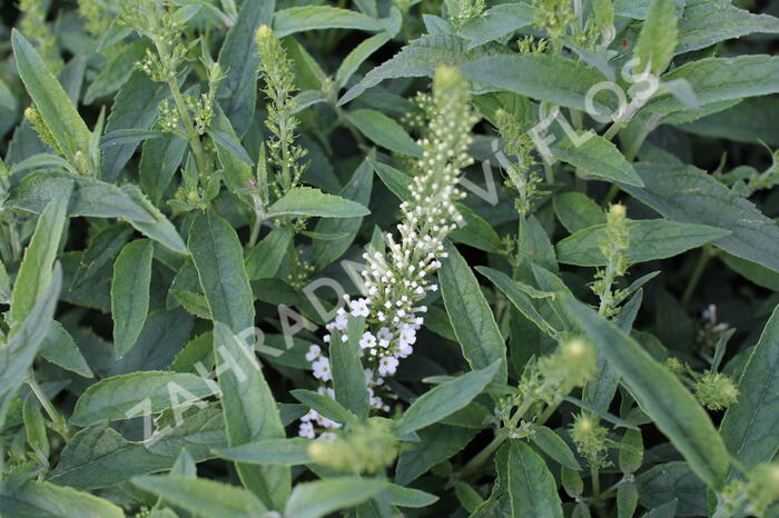 Motýlí keř, Komule Davidova 'Summer Bird White' - Buddleja davidii 'Summer Bird White'