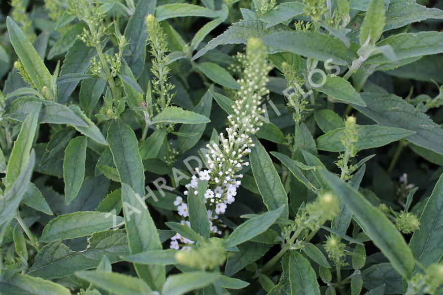 Motýlí keř, Komule Davidova 'Summer Bird White' - Buddleja davidii 'Summer Bird White'