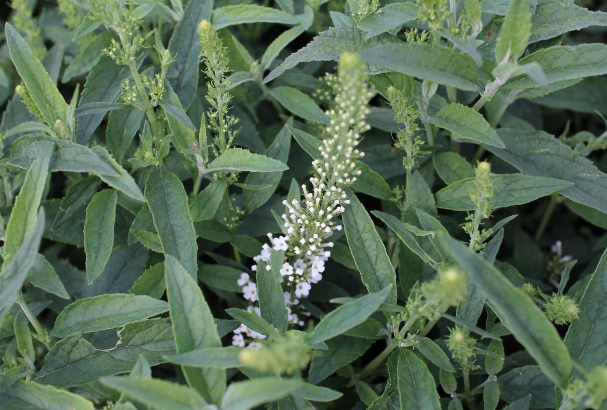Motýlí keř, Komule Davidova 'Summer Bird White' - Buddleja davidii 'Summer Bird White'