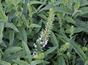 Motýlí keř, Komule Davidova 'Summer Bird White' - Buddleja davidii 'Summer Bird White'