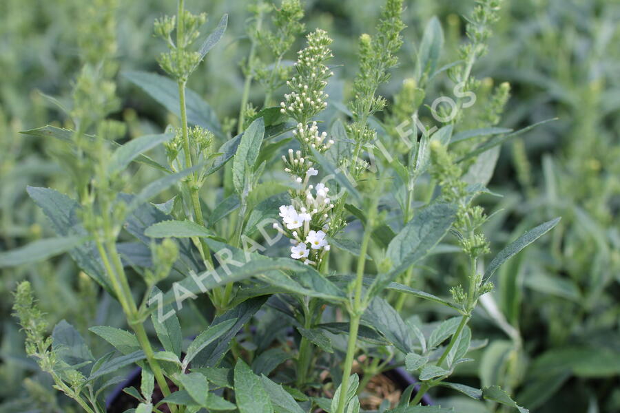 Motýlí keř, Komule Davidova 'Summer Bird White' - Buddleja davidii 'Summer Bird White'