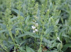 Motýlí keř, Komule Davidova 'Summer Bird White' - Buddleja davidii 'Summer Bird White'