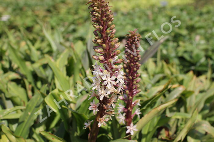 Chocholatice tečkovaná - Eucomis comosa