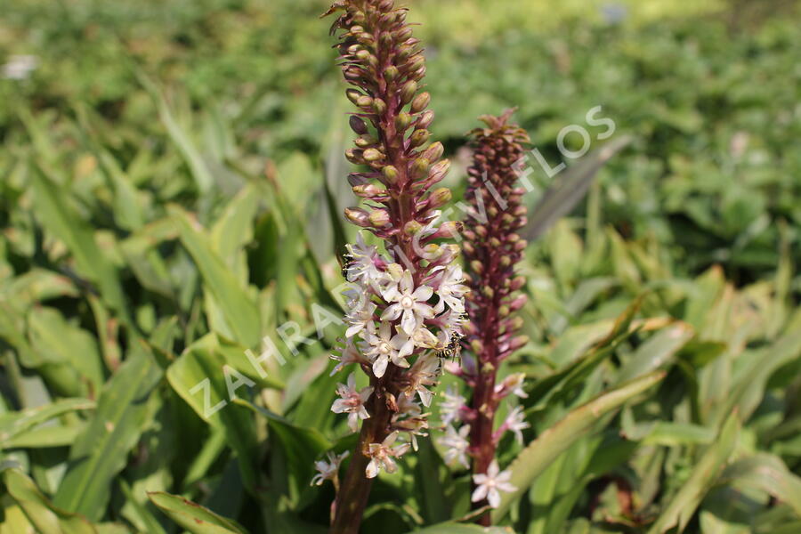 Chocholatice tečkovaná - Eucomis comosa