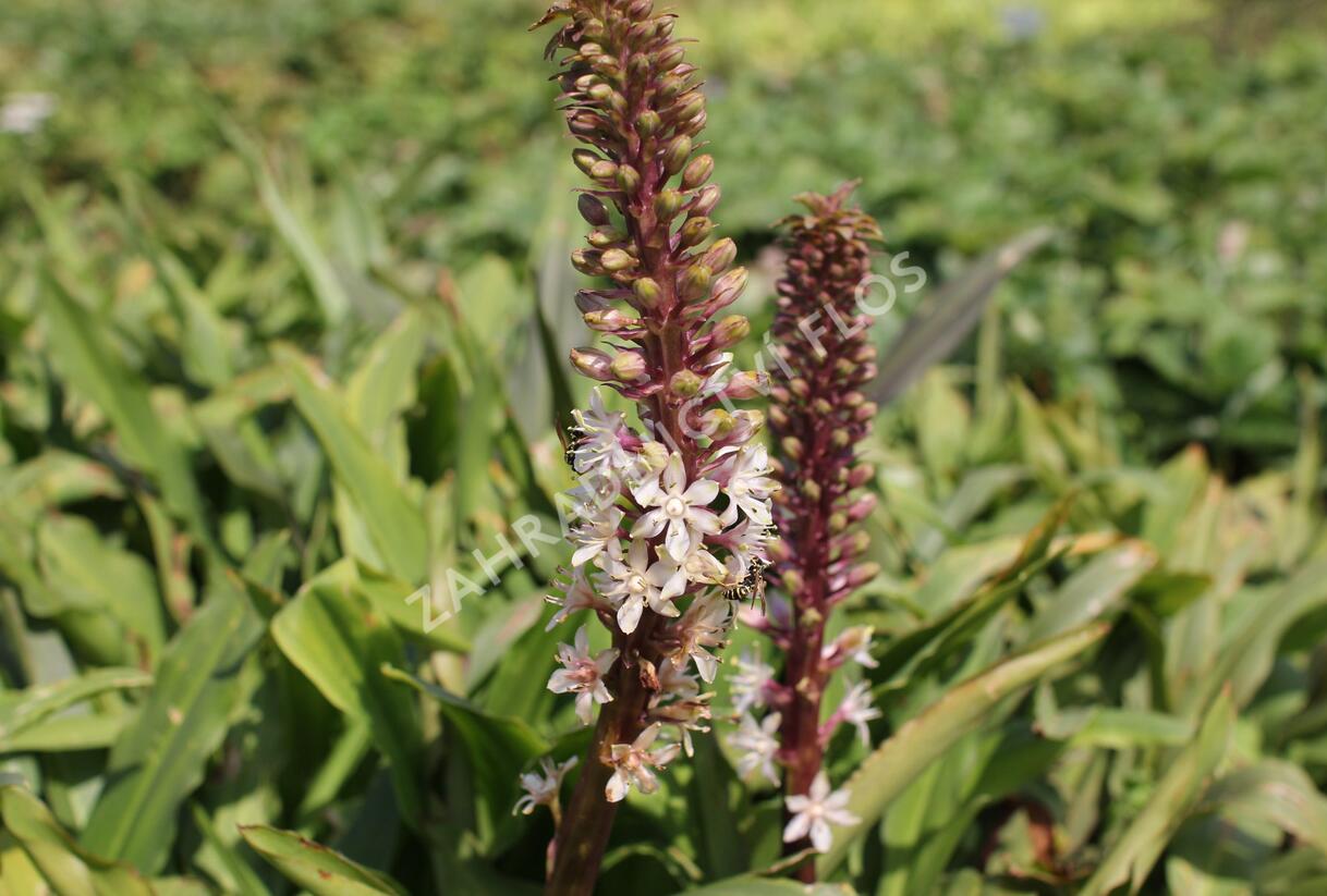 Chocholatice tečkovaná - Eucomis comosa