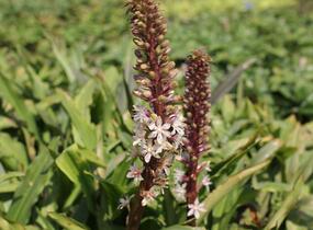 Chocholatice tečkovaná - Eucomis comosa