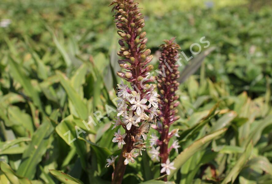 Chocholatice tečkovaná - Eucomis comosa