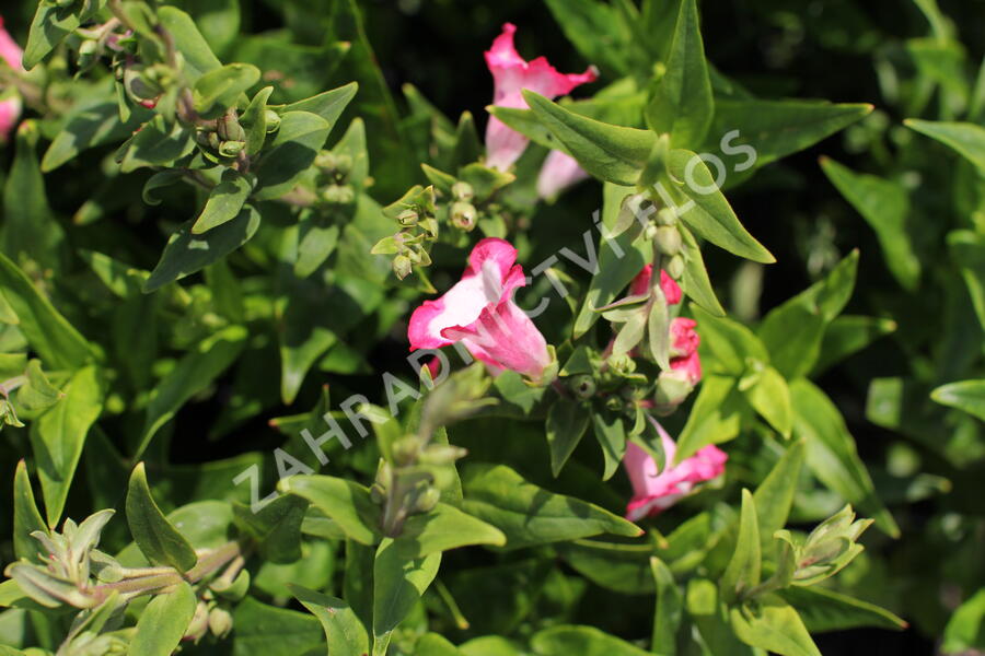 Dračík 'Pep Talk Hot Pink' - Penstemon hartwegii 'Pep Talk Hot Pink'