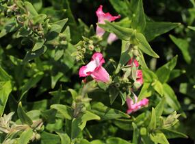 Dračík 'Pep Talk Hot Pink' - Penstemon hartwegii 'Pep Talk Hot Pink'