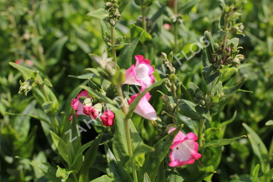 Dračík 'Pep Talk Hot Pink' - Penstemon hartwegii 'Pep Talk Hot Pink'