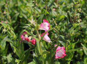Dračík 'Pep Talk Hot Pink' - Penstemon hartwegii 'Pep Talk Hot Pink'