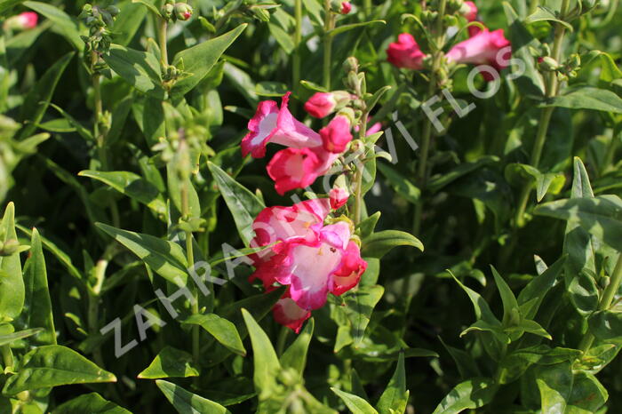 Dračík 'Pep Talk Hot Pink' - Penstemon hartwegii 'Pep Talk Hot Pink'