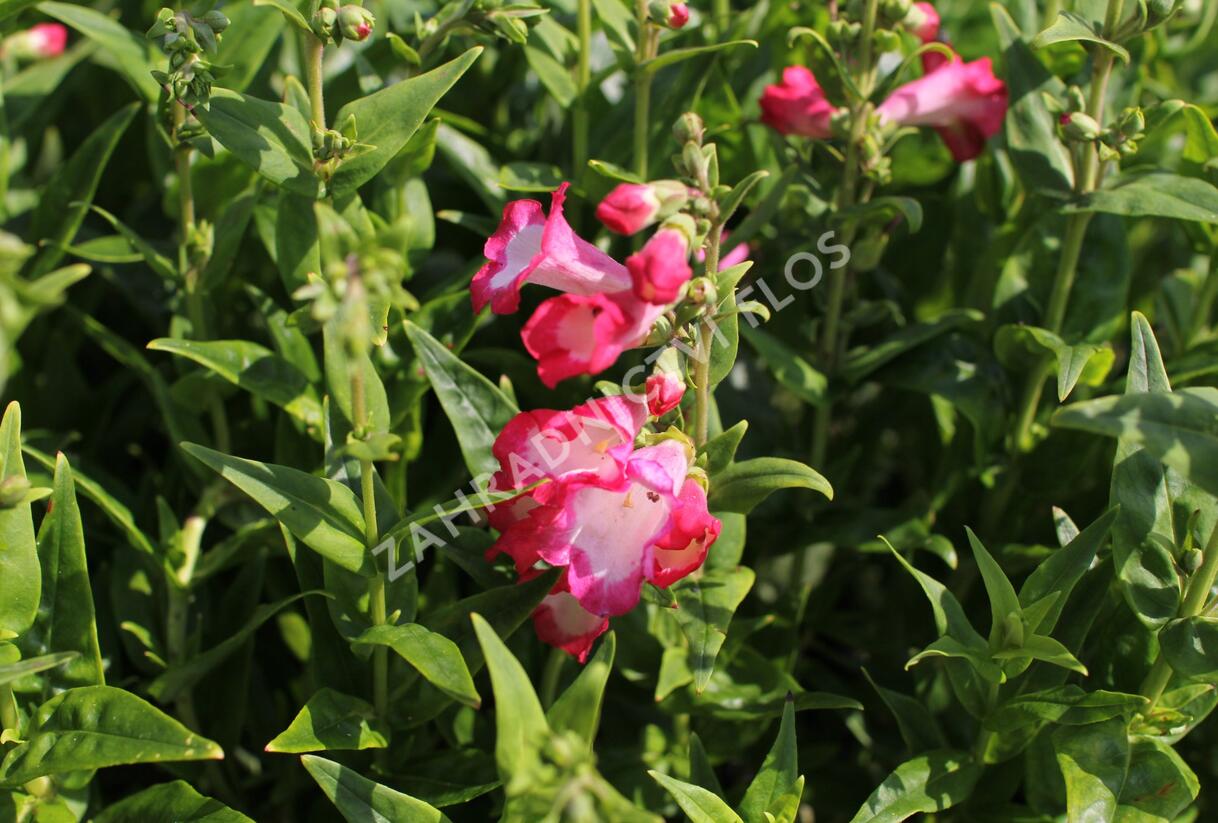 Dračík 'Pep Talk Hot Pink' - Penstemon hartwegii 'Pep Talk Hot Pink'