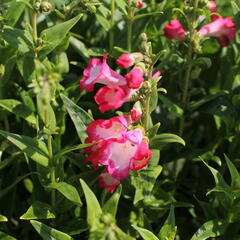 Dračík 'Pep Talk Hot Pink' - Penstemon hartwegii 'Pep Talk Hot Pink'