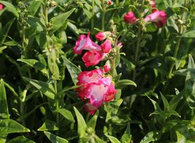 Dračík 'Pep Talk Hot Pink' - Penstemon hartwegii 'Pep Talk Hot Pink'