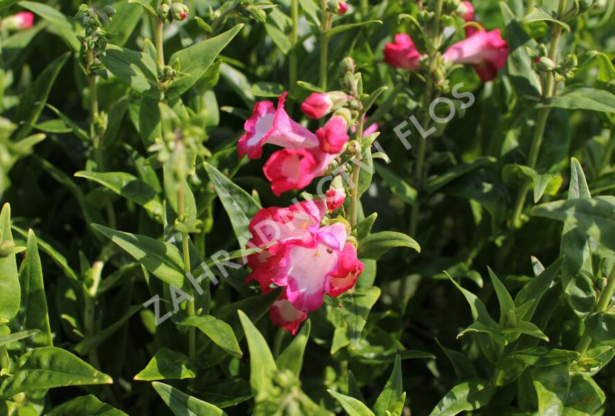 Dračík 'Pep Talk Hot Pink' - Penstemon hartwegii 'Pep Talk Hot Pink'