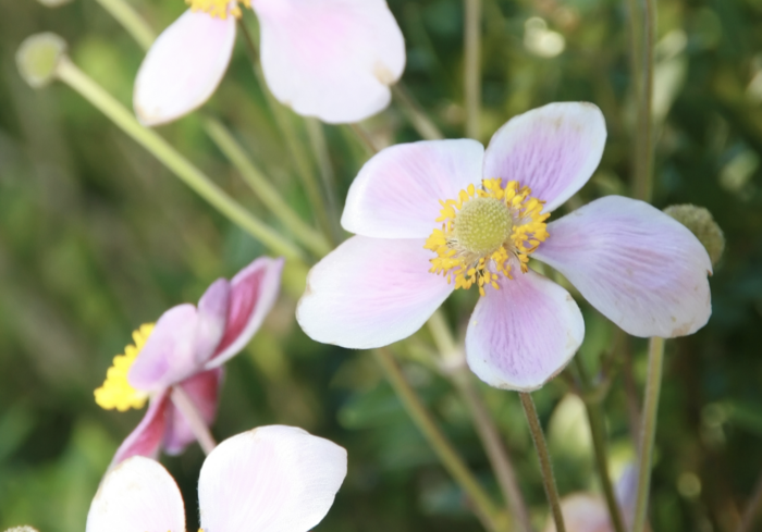 Sasanka japonská 'Splendens' - Anemone hupehensis 'Splendens'