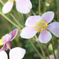 Sasanka japonská 'Splendens' - Anemone hupehensis 'Splendens'