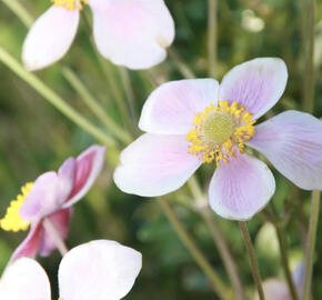 Sasanka hupejská 'Splendens'