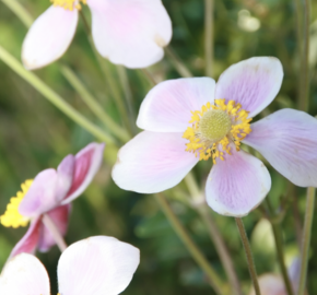 Sasanka japonská 'Splendens' - Anemone hupehensis 'Splendens'